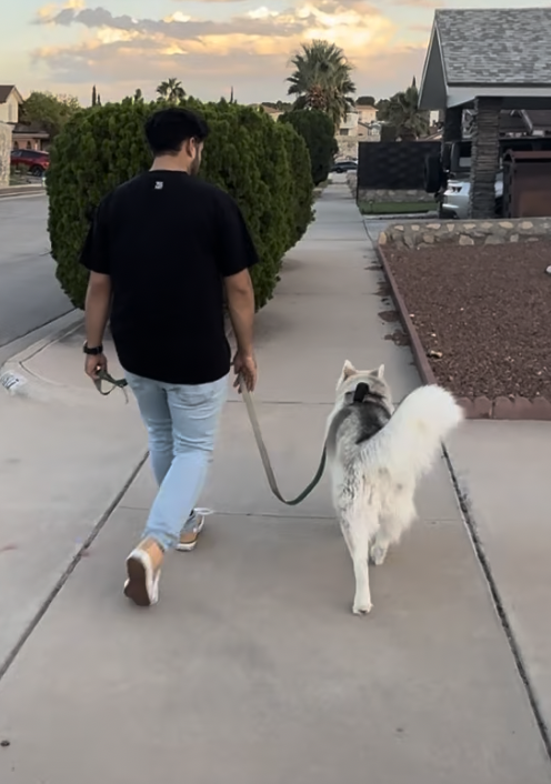 Dog Trainer walking a Husky that is no longer pulling on leash